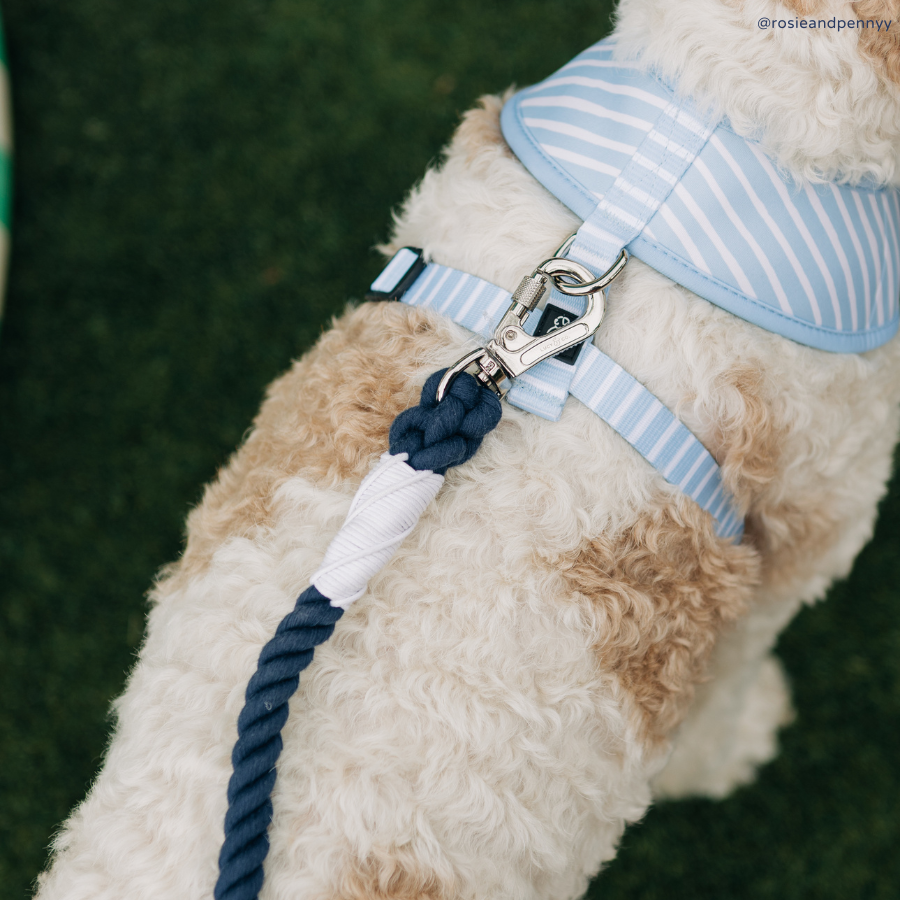 Lucy &amp; Co. - Bowwow Wow! Reversible Harness: L