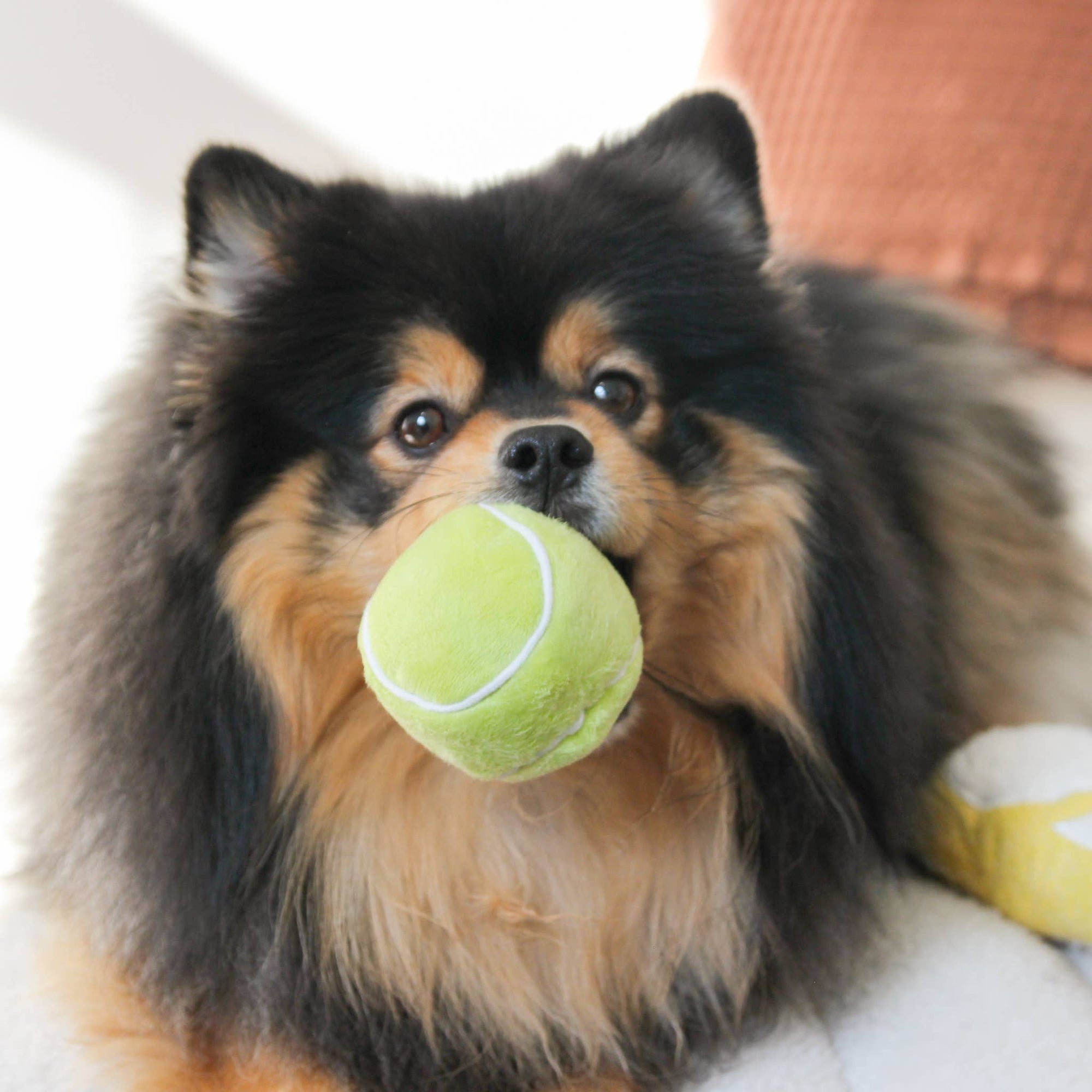 Lambwolf Collective - TENNIS POP // ENRICHMENT DOG TOY // Squeaky Ball Set