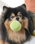 Lambwolf Collective - TENNIS POP // ENRICHMENT DOG TOY // Squeaky Ball Set
