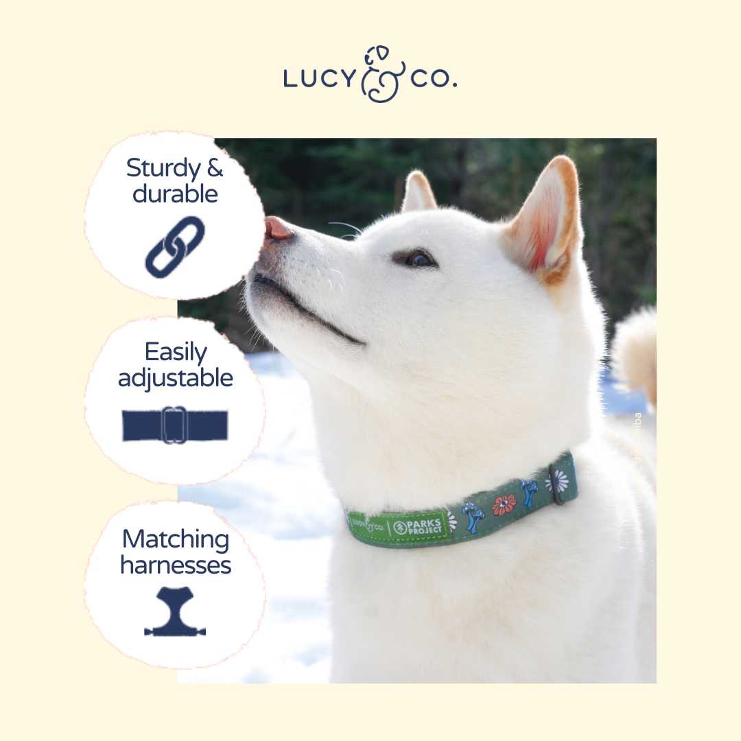 Lucy &amp; Co. - Lucy &amp; Co. x Parks Project Power to the Parks Collar