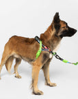 Zee.Dog - Manifesto | SofterWalk Harness: Medium