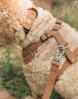 Lucy & Co. - Chocolate Meadows Corduroy No-Pull Harness