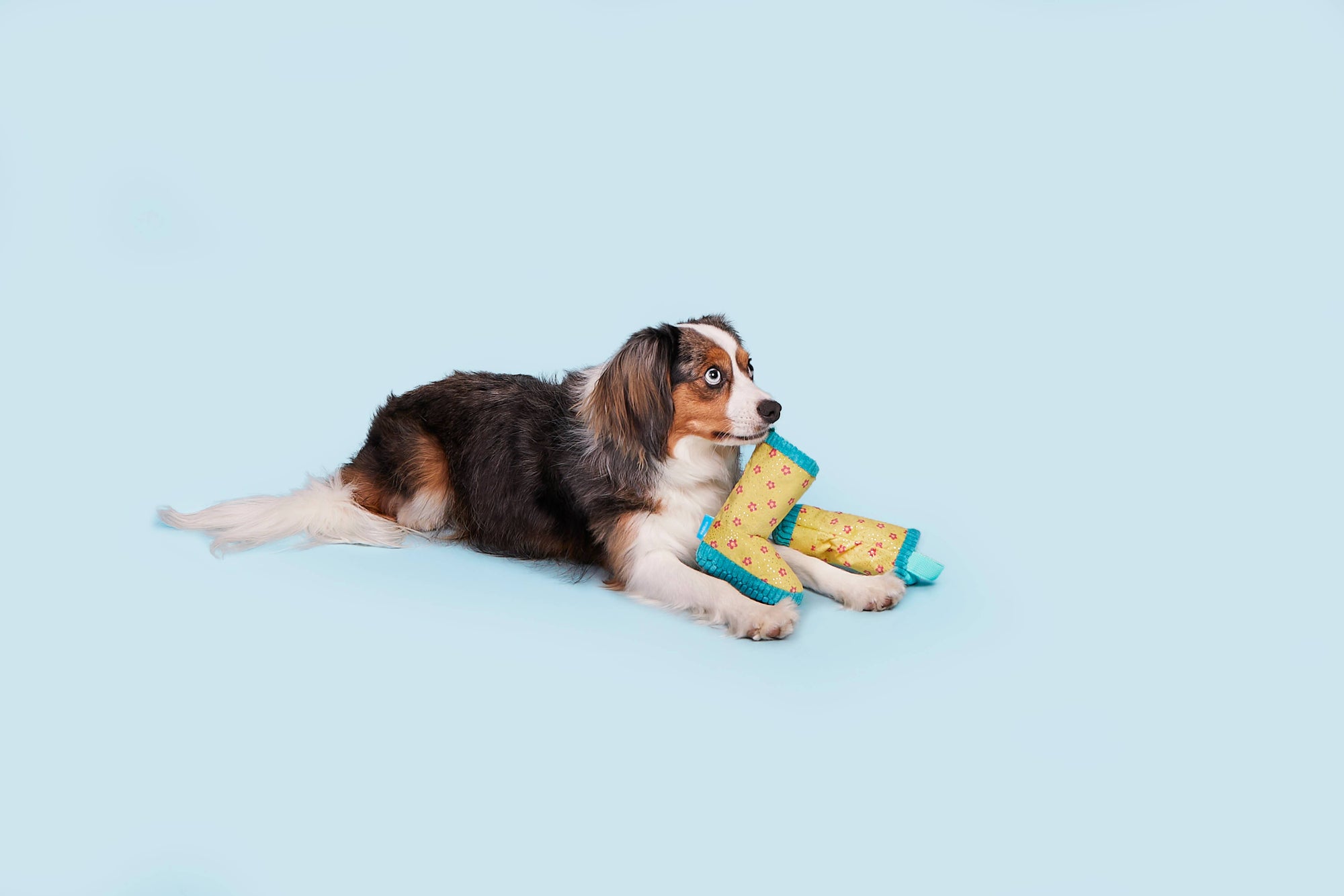 BARK Smelly Wellies