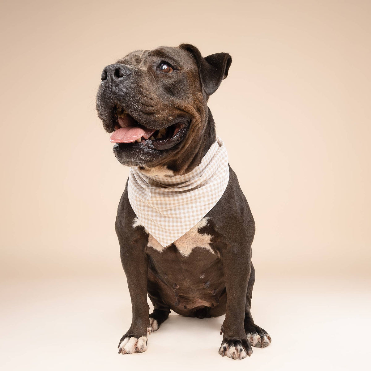 The Paws - Biscuit Gingham Dog Bandana