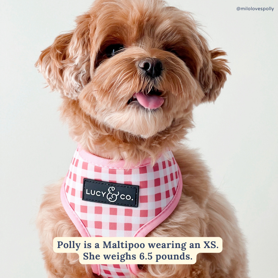 Lucy &amp; Co. - Take a Bow Reversible Harness: L