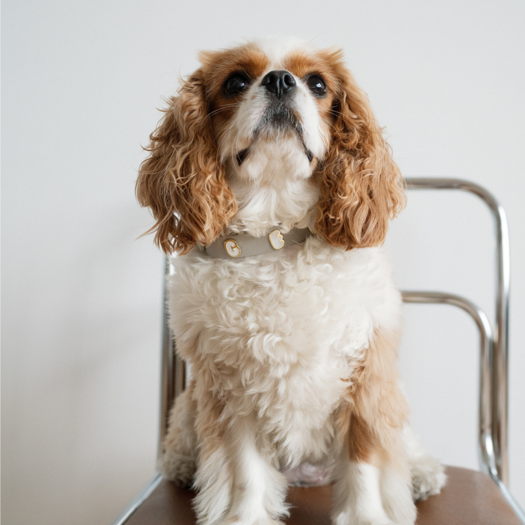 Furei Pets - Moodies Collar: Mushroom