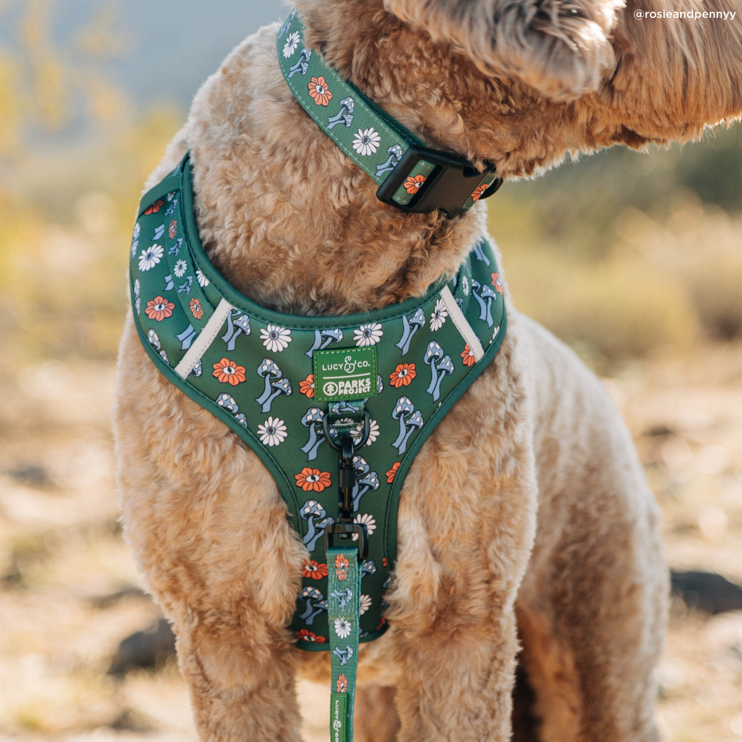 Lucy &amp; Co. - Lucy &amp; Co. x Parks Project Power to the Parks Collar
