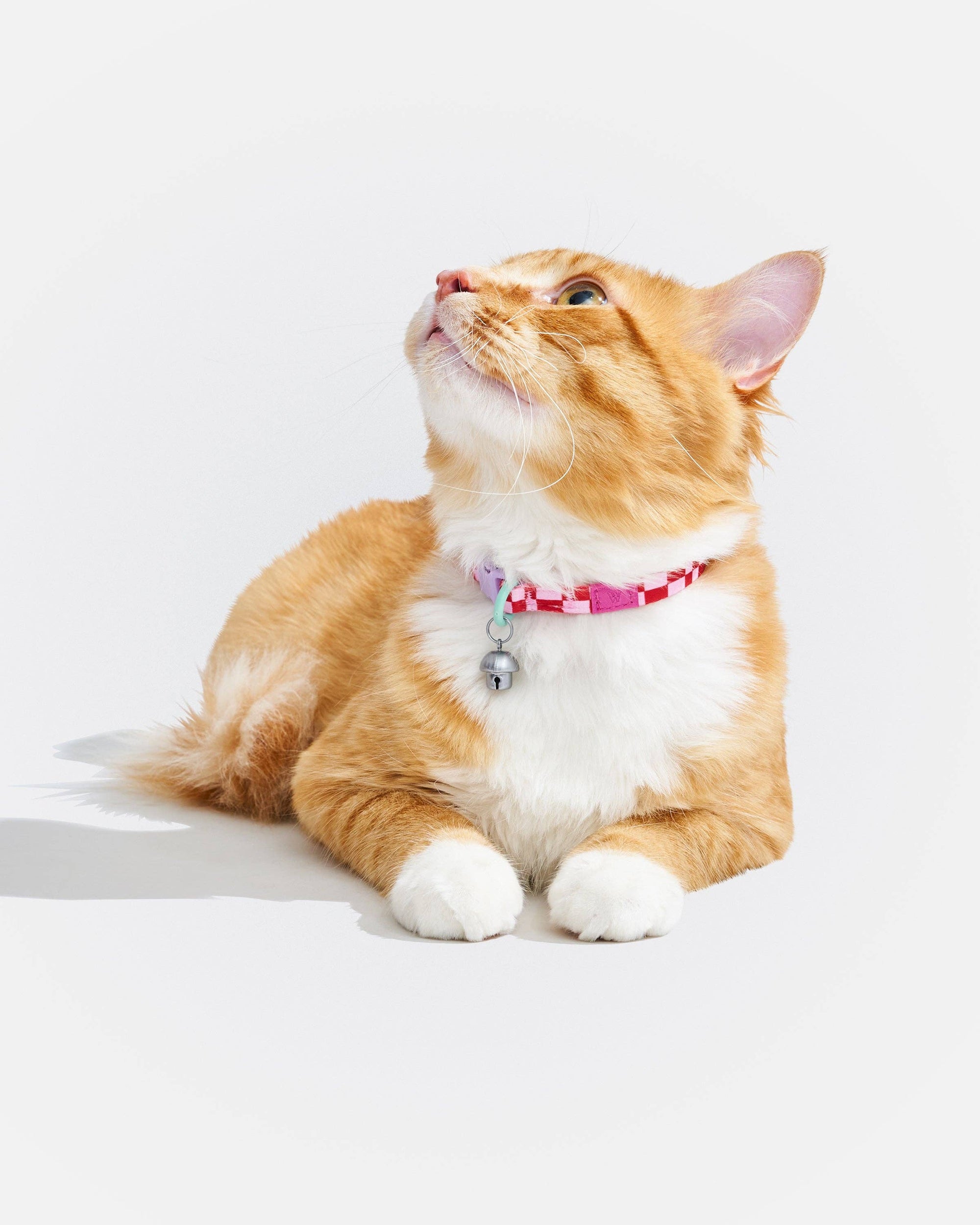 Wild One - Breakaway Cat Collar: S / M • Cat / Bubblegum
