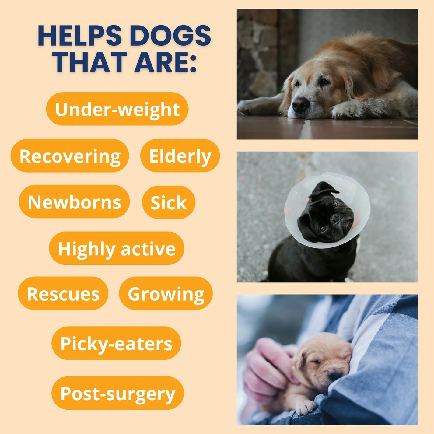 Under the Weather Ready Cal® PLUS Electrolytes for Dogs