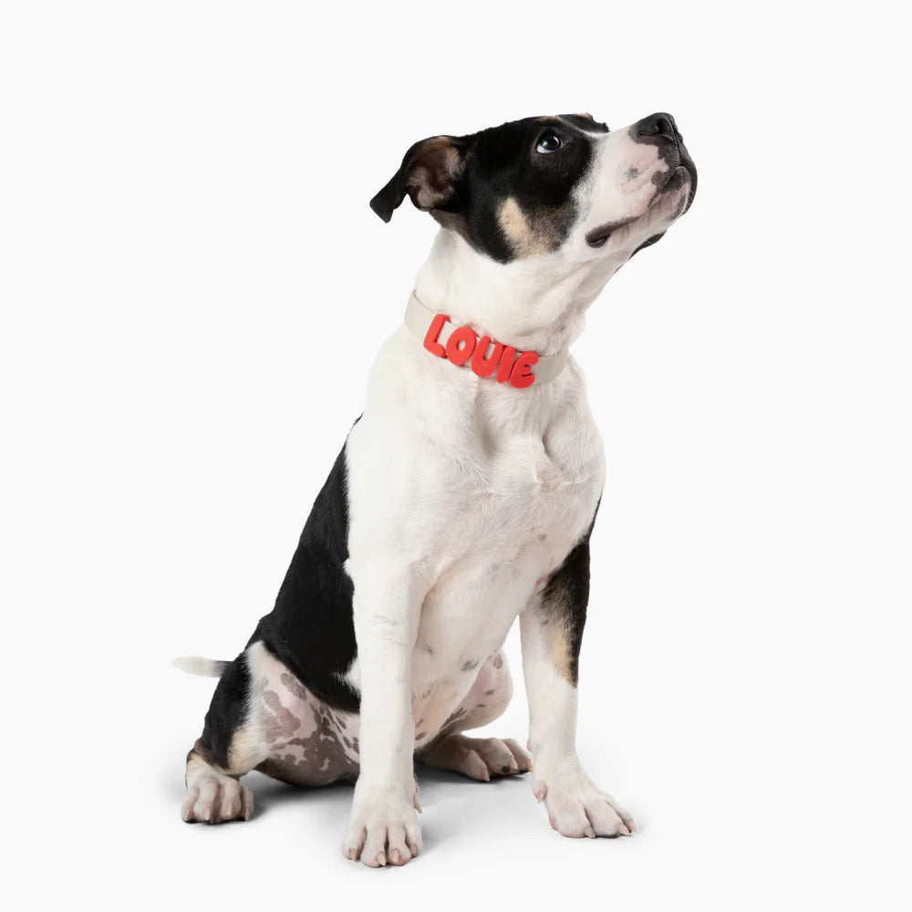 Springland Silicone Dog Charms | Letters &amp; Symbols for Personalized Dog Collars and Leashes