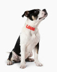 Springland Silicone Dog Charms | Letters & Symbols for Personalized Dog Collars and Leashes