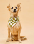 The Paws - Checkmate Dog Bandana