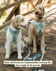Lucy & Co. - Lucy & Co. x Parks Project Sequoia Seedlings No-Pull Harness