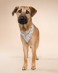 The Paws - Willow Dog Bandana