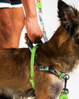 Zee.Dog - Manifesto | SofterWalk Harness: Medium