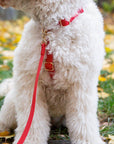 SUNNY TAILS - Cherry Red Waterproof Cloud Dog Leash: 5 FT