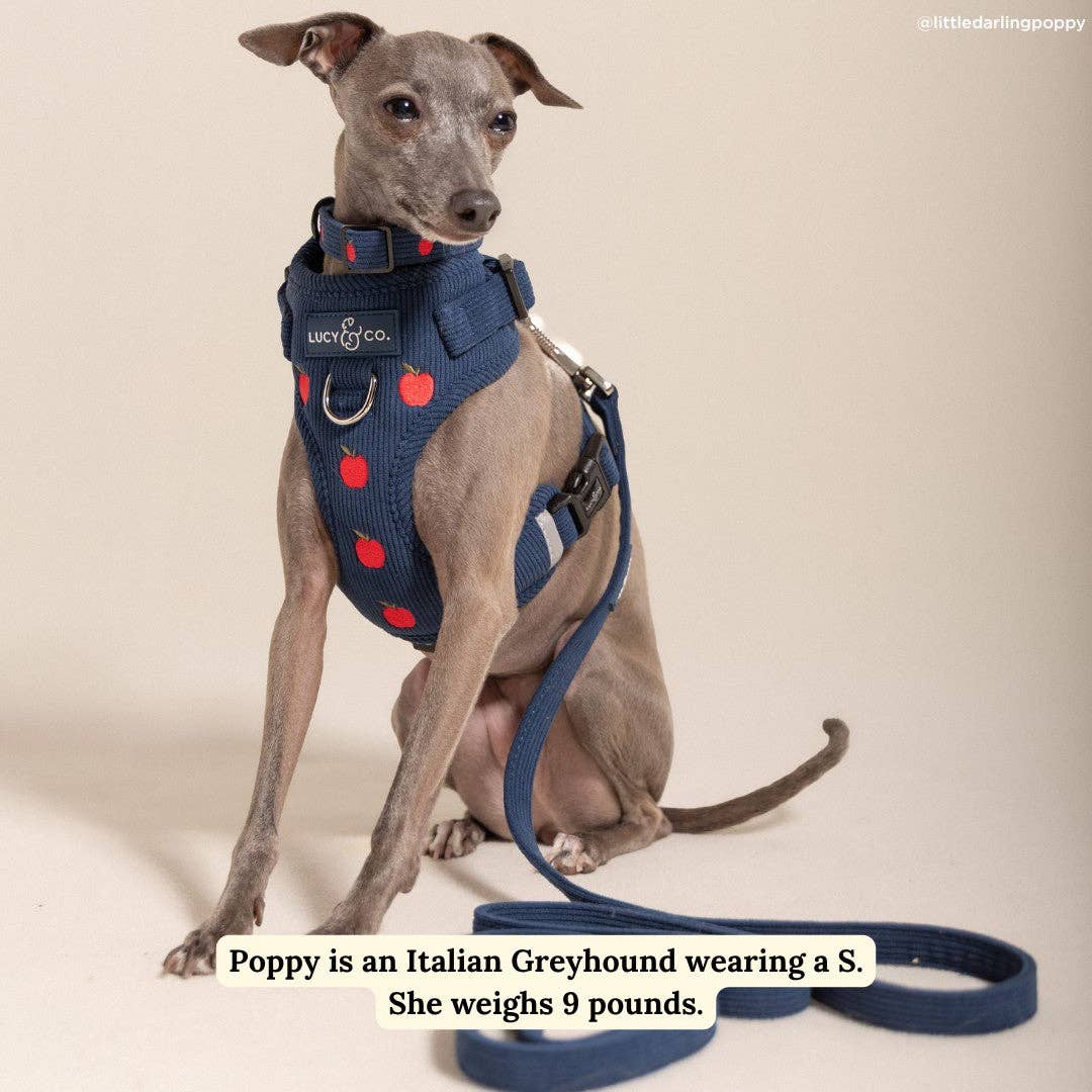 Lucy &amp; Co. - Appley Ever After Corduroy No-Pull Harness