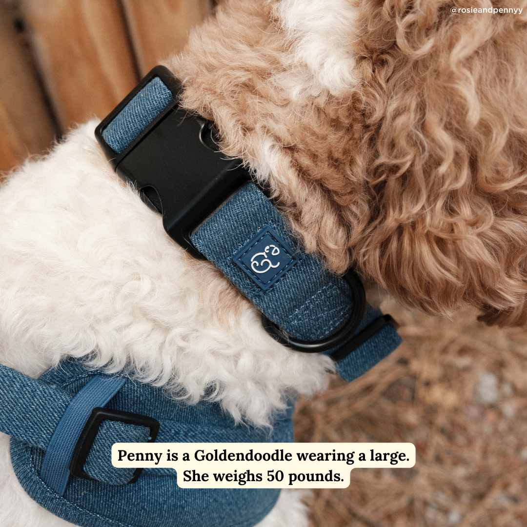 Lucy &amp; Co. - Blue Jeans Collar: S