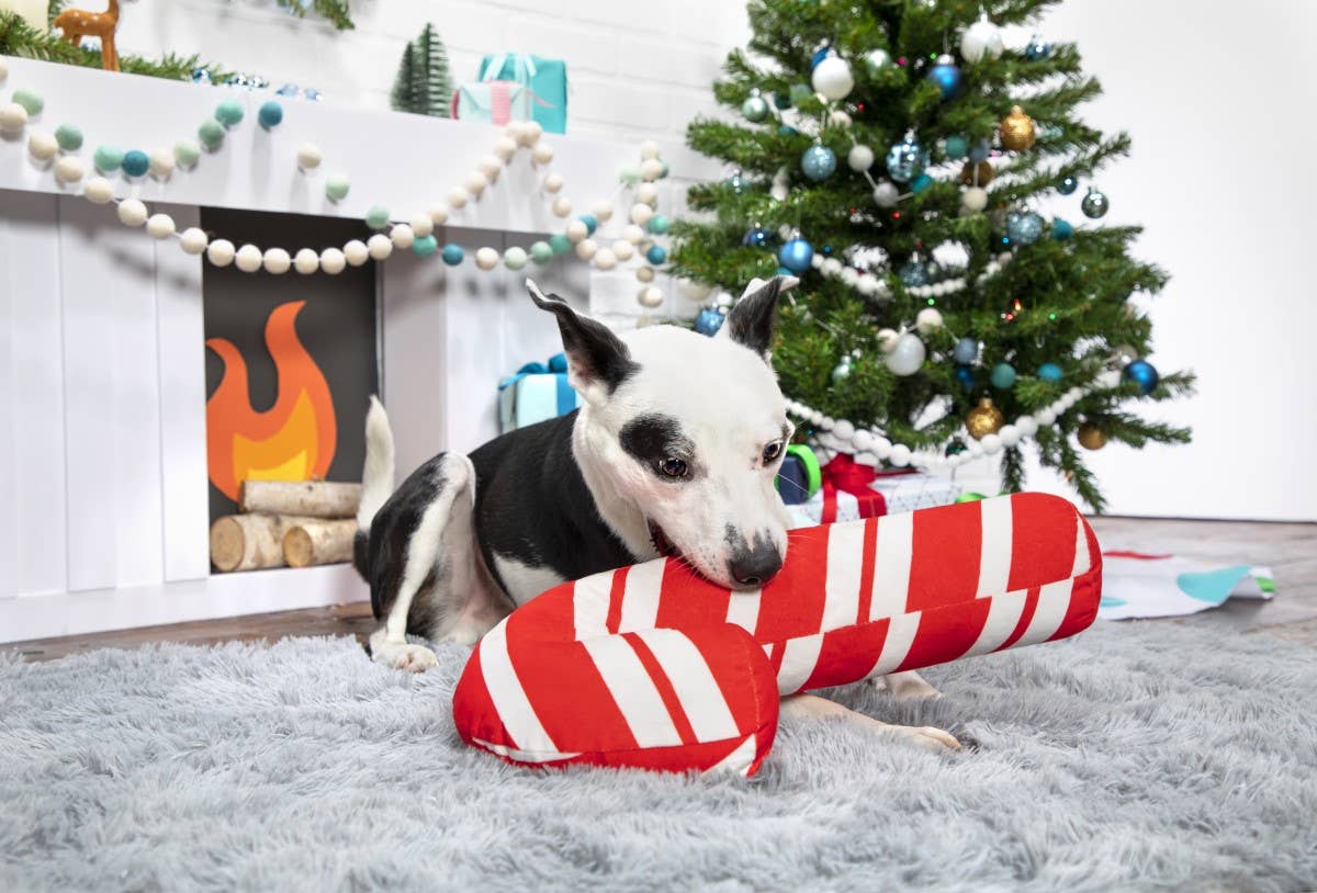 Pet Palette Distribution - BARK Grandy Cane Christmas Plush Dog Toy