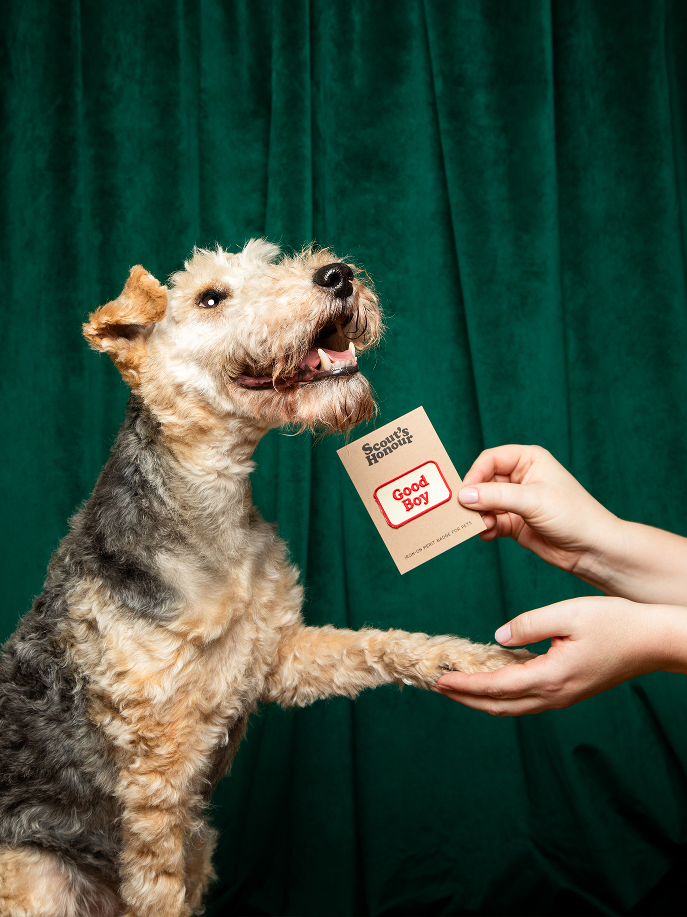 Scout's Honour Pty Ltd - Good Boy iron-on patch for dogs and cats