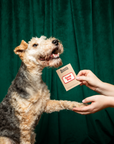 Scout's Honour Pty Ltd - Good Boy iron-on patch for dogs and cats