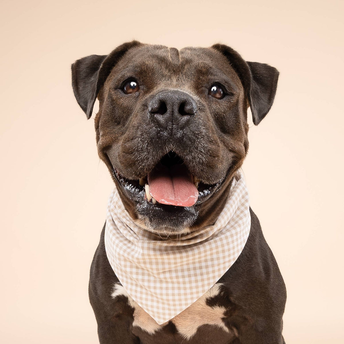 The Paws - Biscuit Gingham Dog Bandana