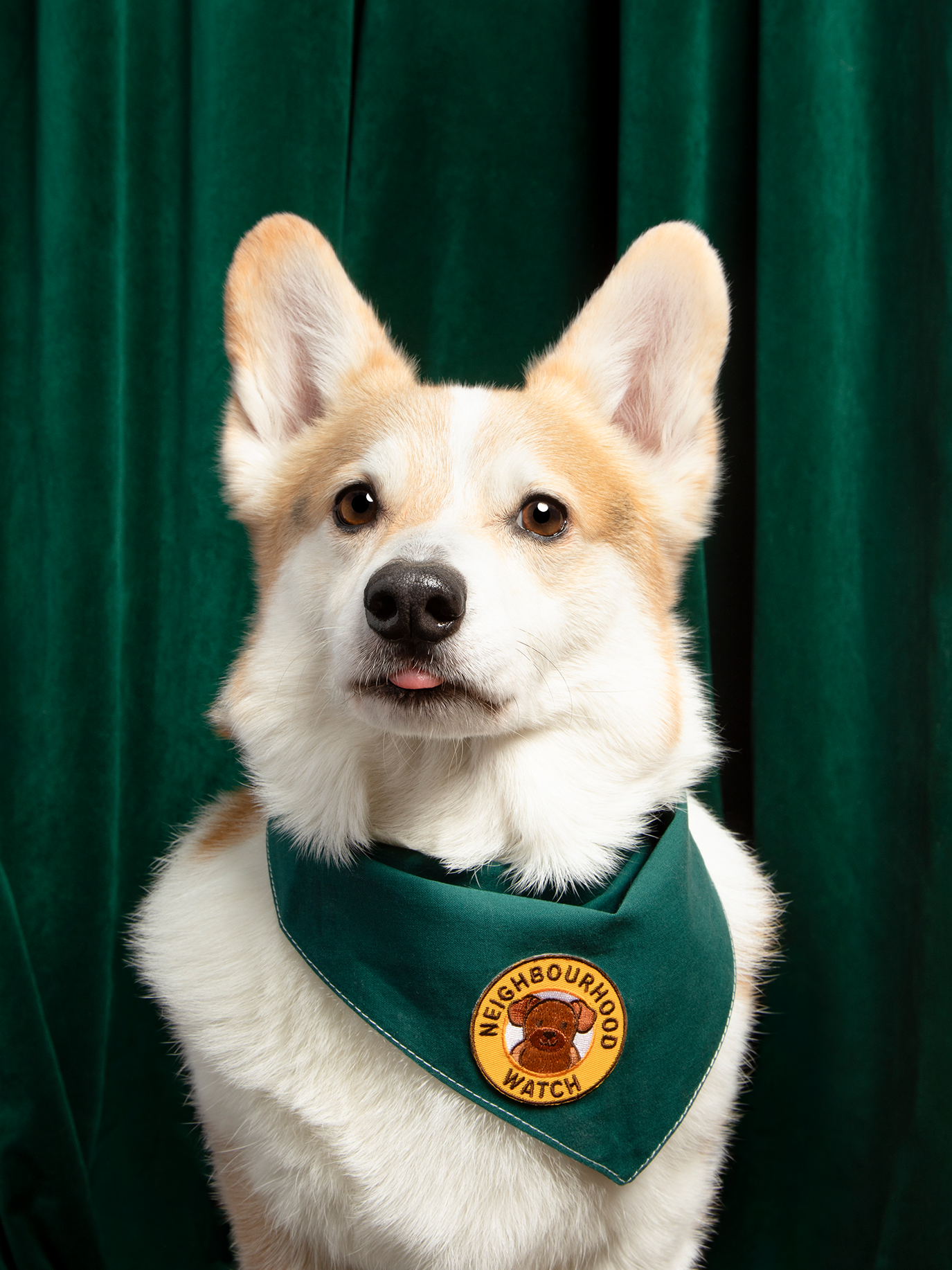 Scout's Honour Pty Ltd - Neighbourhood Watch patch for dogs and cats
