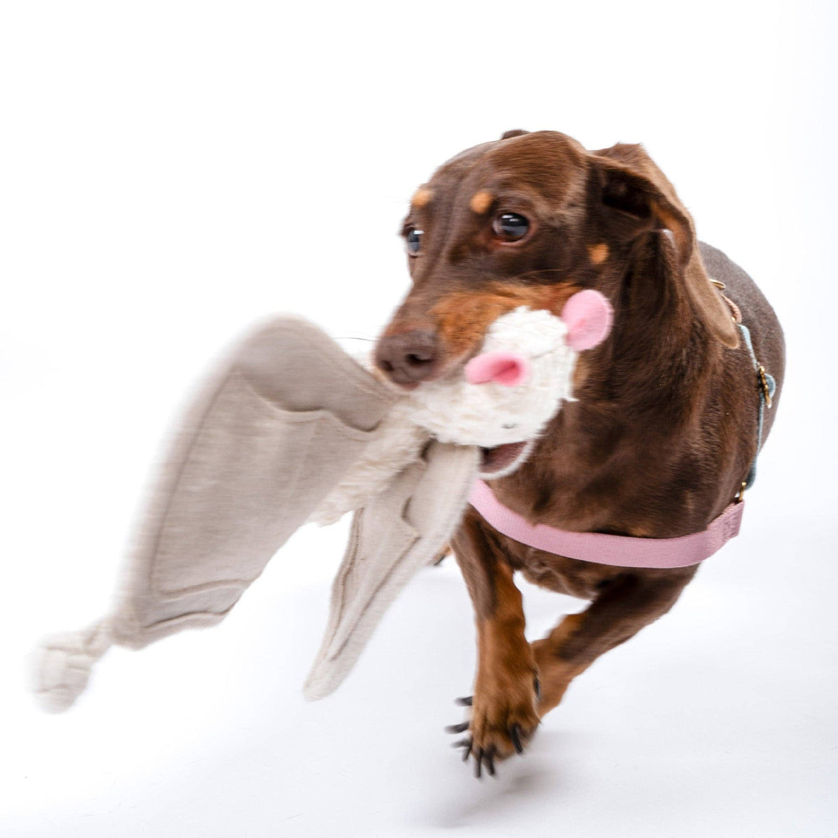 Awoo - Luna the Bat Organic Cotton Snuffle Toy