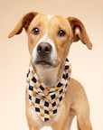 The Paws - Trick or Treat Halloween Dog Bandana