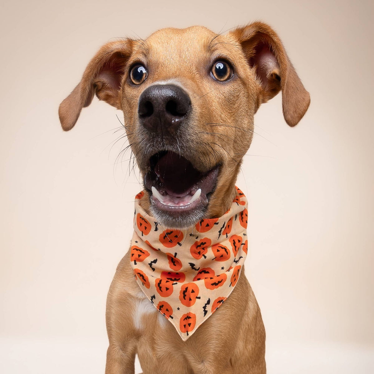 The Paws - Pupkin Halloween Dog Bandana