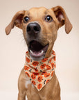 The Paws - Pupkin Halloween Dog Bandana