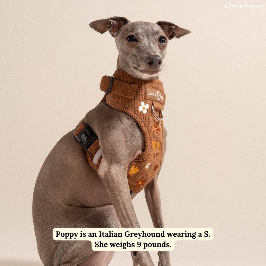 Lucy &amp; Co. - Chocolate Meadows Corduroy No-Pull Harness