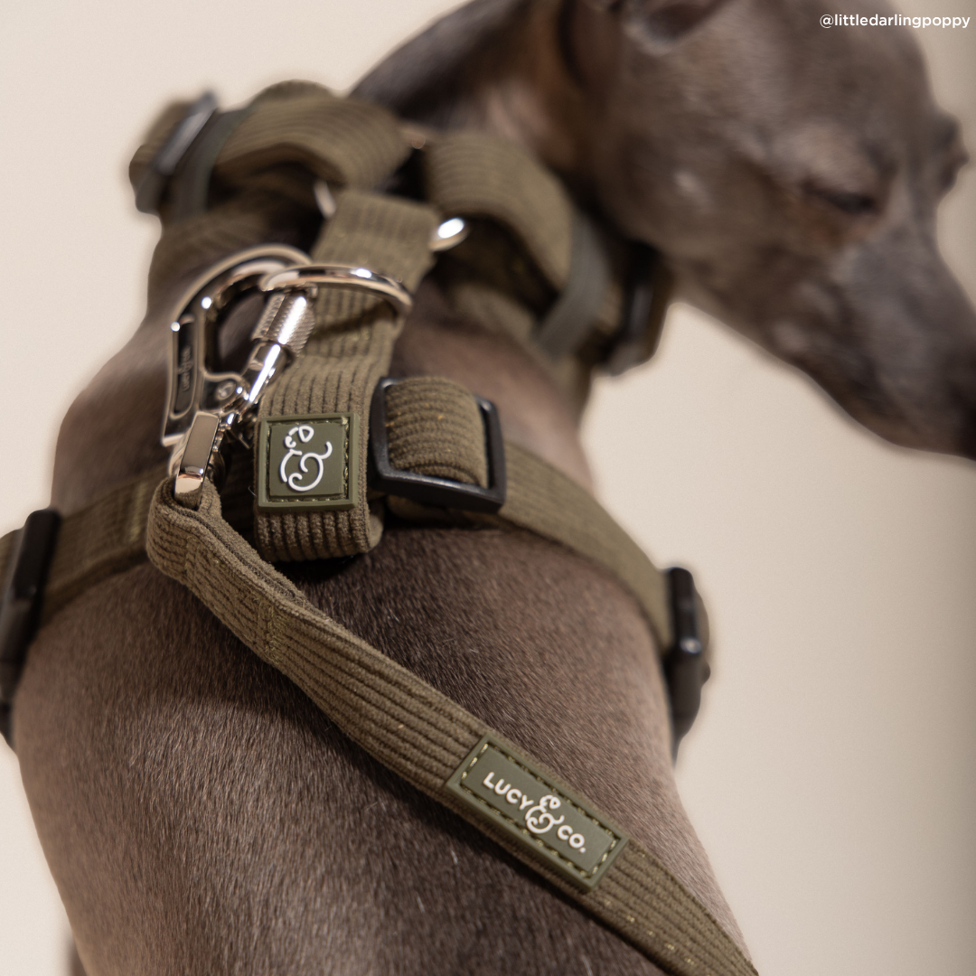 Lucy &amp; Co. - Take a Hike Corduroy Leash