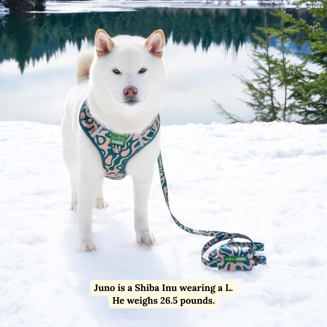 Lucy &amp; Co. - Lucy &amp; Co. x Parks Project Geyser No-Pull Harness