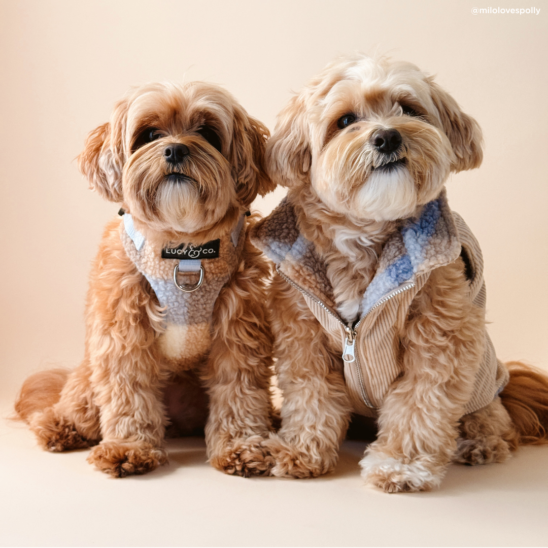 Lucy &amp; Co. - Blue Check Reversible Teddy Vest