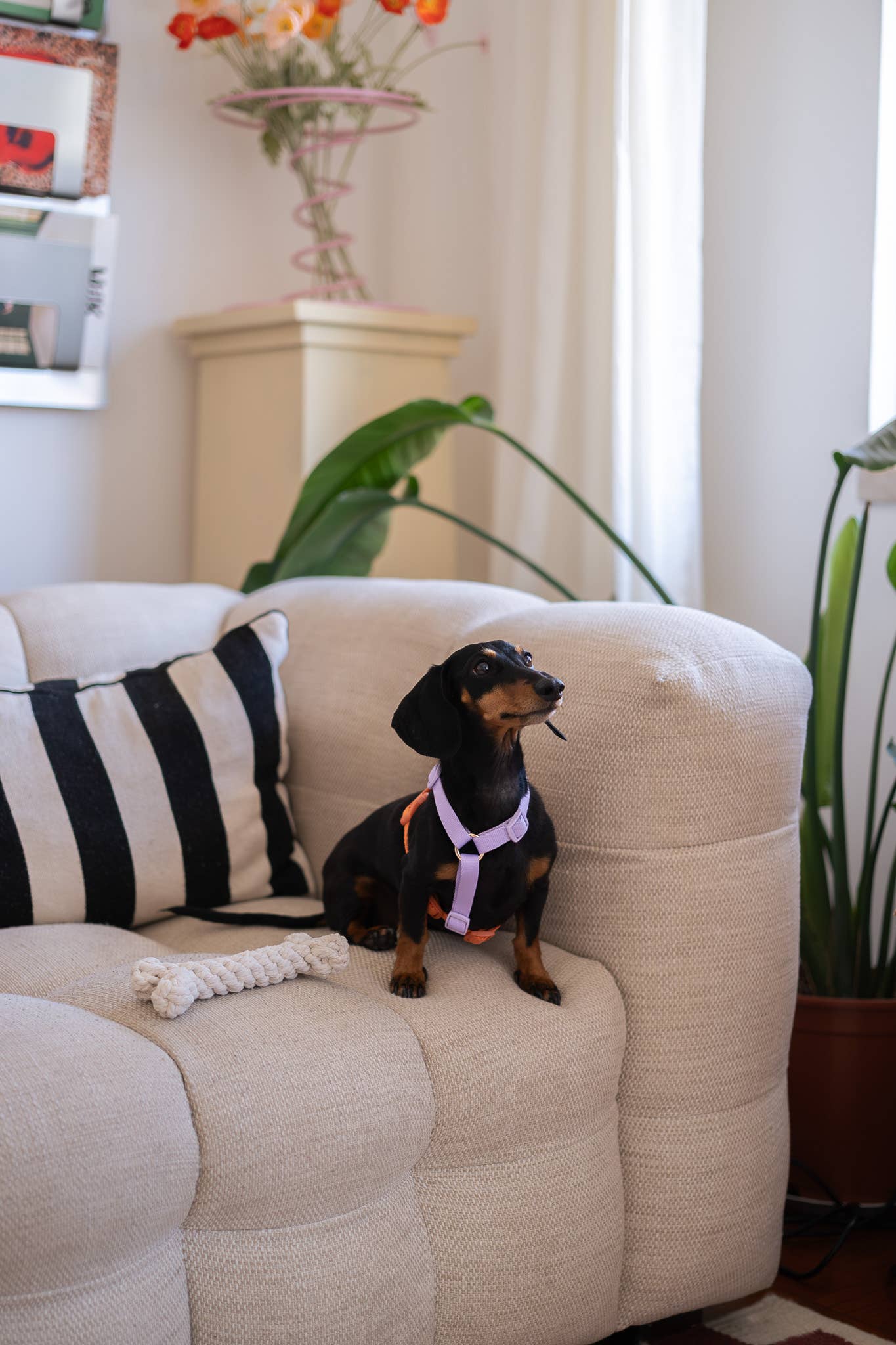 Furlou - 'Lavender and Terracotta' - Strap Dog Harness