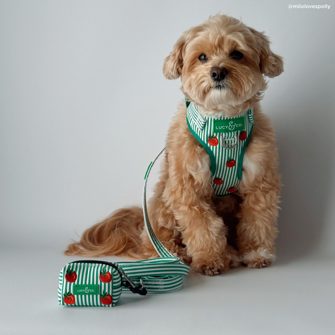 Lucy &amp; Co. - Tomato, Tomahto Embroidered No-Pull Harness