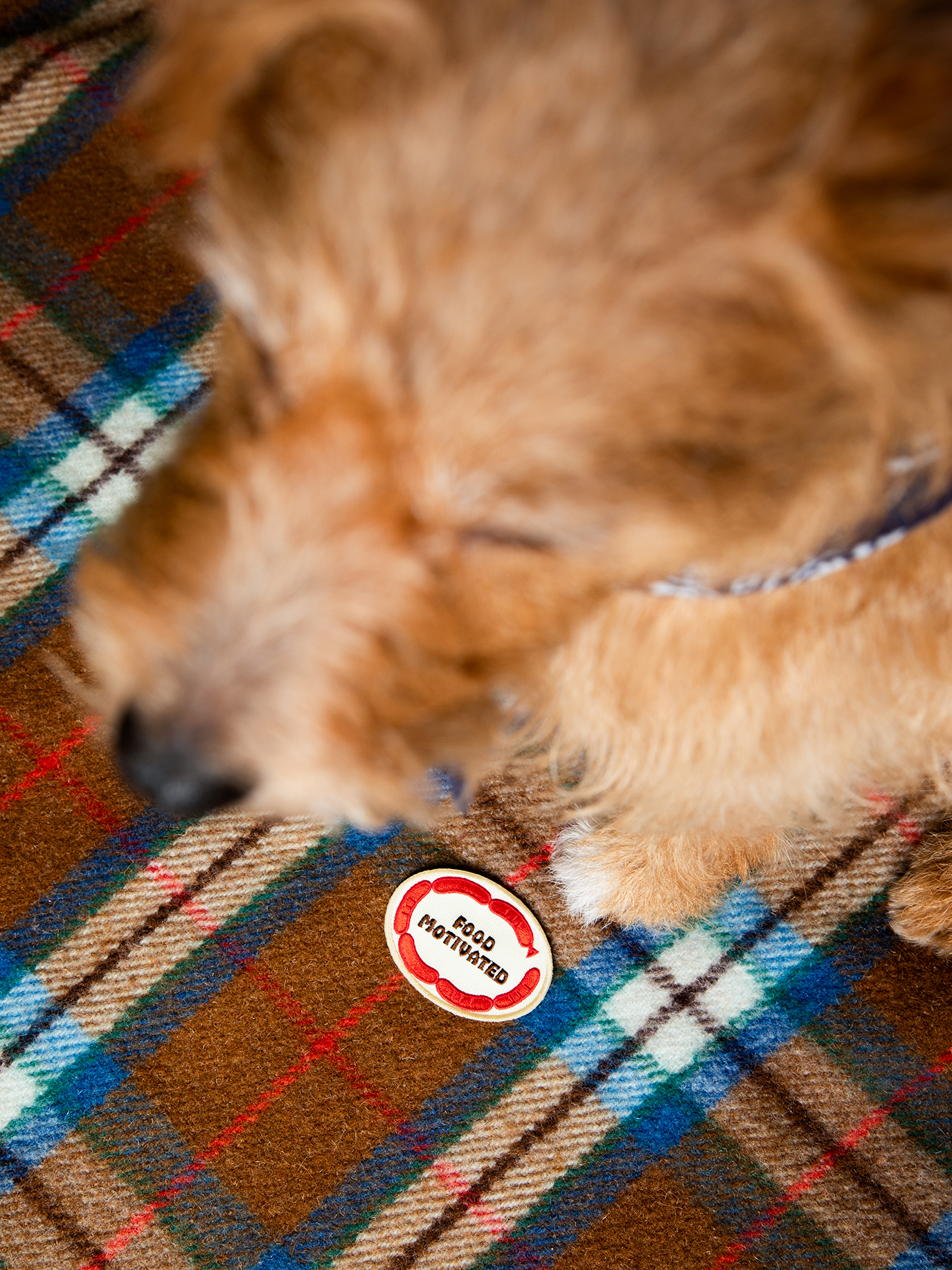 Scout's Honour Pty Ltd - Food Motivated iron-on patch for dogs and cats