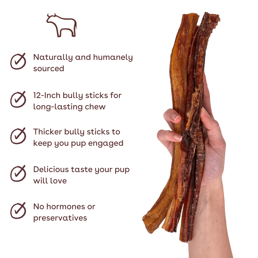 Pupford - Bully Stick Dog Chew 12" 4 Pack