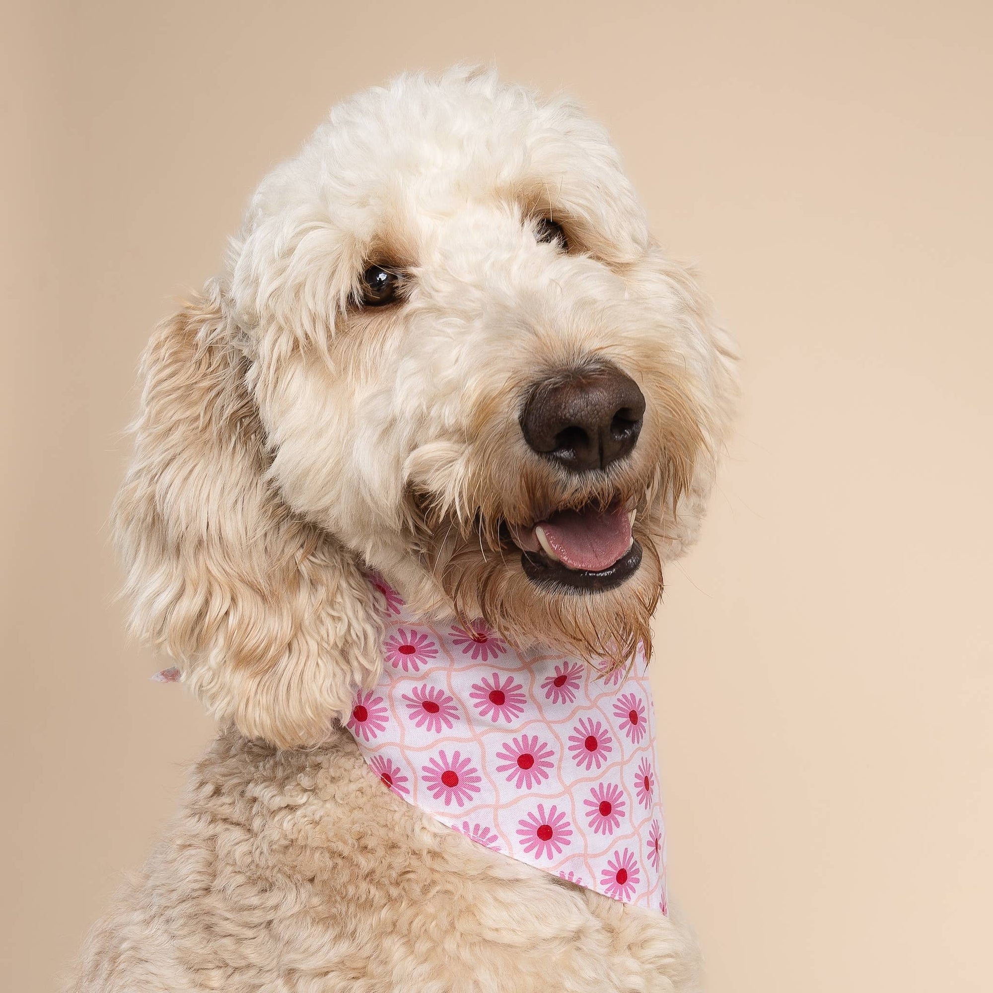 The Paws - Poppy Dog Bandana