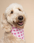 The Paws - Poppy Dog Bandana