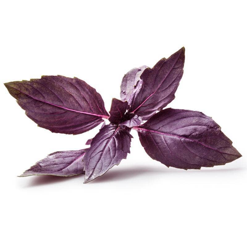 Schoepp Seeds - Basil, Purple Haze Heirloom Garden Seed Packets: Basil, Purple Opal Seed Packets
