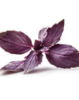 Schoepp Seeds - Basil, Purple Haze Heirloom Garden Seed Packets: Basil, Purple Opal Seed Packets