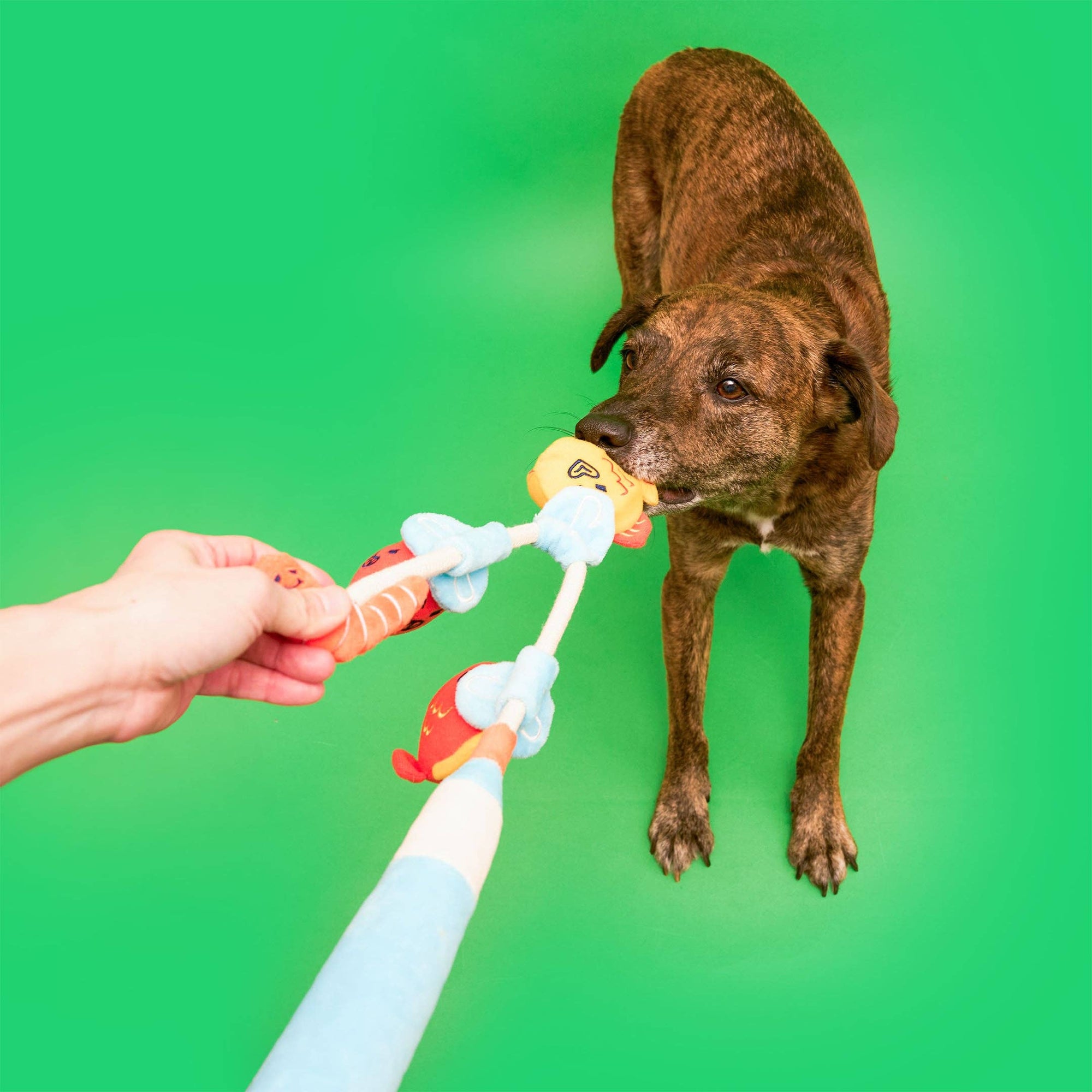 the furryfolks - Fishing Nosework &amp; Tug Toy