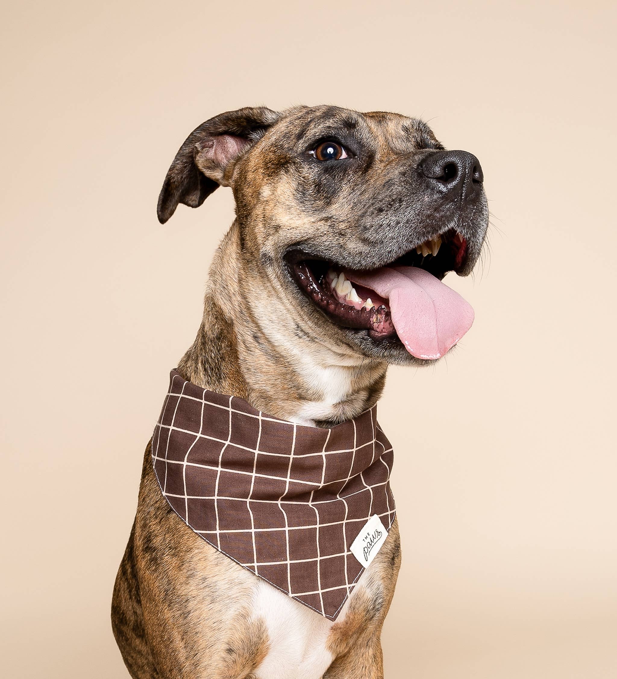 The Paws Stratford Dog Bandana