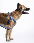 Zee.Dog - Swell | SofterWalk Harness