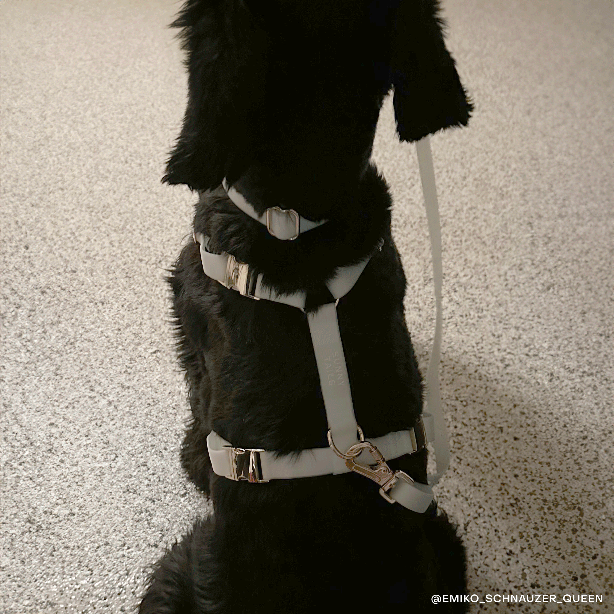 SUNNY TAILS - Lunar Glow Waterproof Dog Collar: SMALL