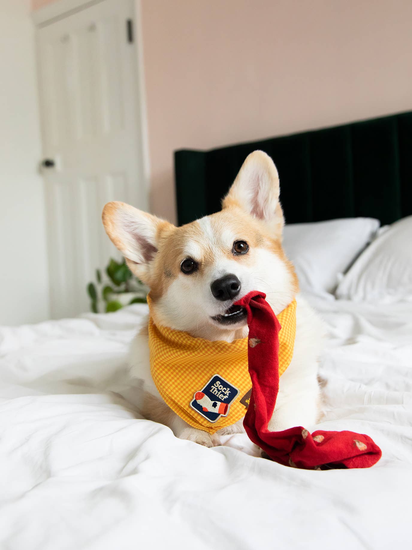 Scout&#39;s Honour - Sock Thief iron-on patch for dogs