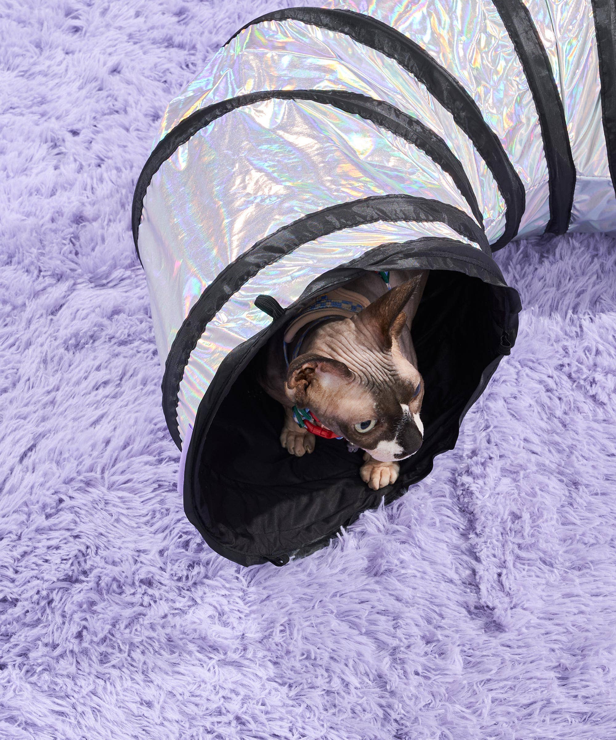 Wild One - Cat Tunnel: Lunar