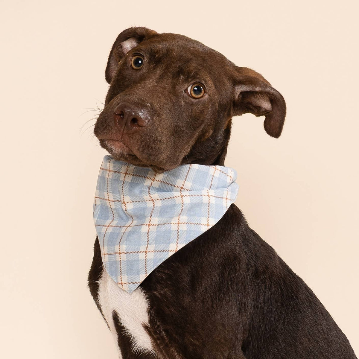 The Paws - Harlowe Dog Bandana